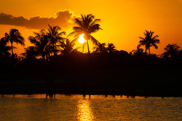 tropical landscape of coconut trees silhouette during sunset