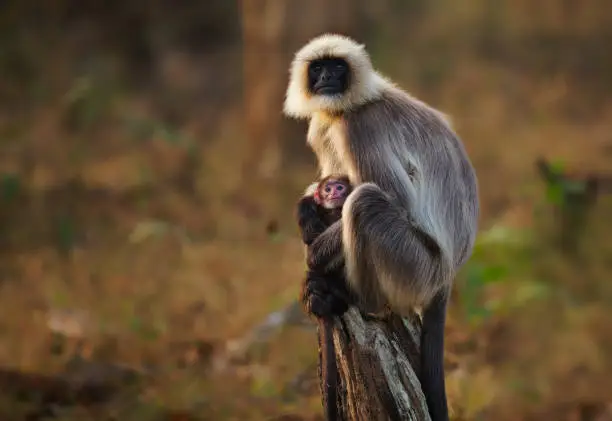 Photo of Malabar Sacred Langur or Black-footed gray langur - Semnopithecus hypoleucos is Old World monkey, found in southern India, female with the baby sitting on the stump in Nagarhole park