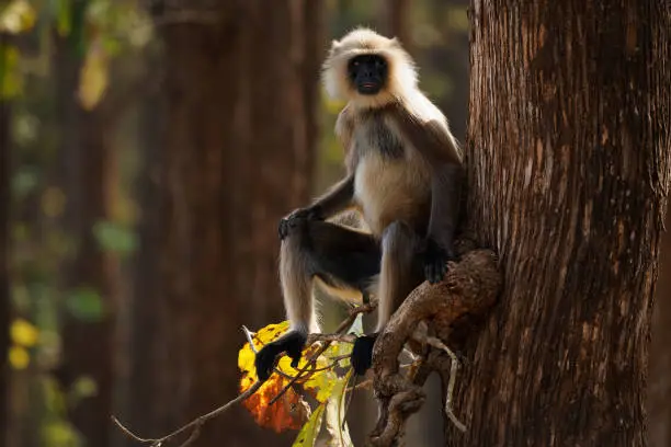 Photo of Malabar Sacred Langur or Black-footed gray langur - Semnopithecus hypoleucos is Old World monkey, found in southern India, male guarding on the tree branch in Nagarhole park