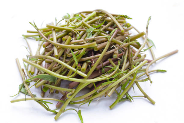 istock Water convolvulus or water spinach on white background. 2079269737