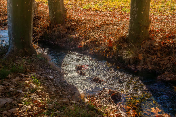 Country stream, with reflections of the sun, flowing between large plane tree trunks and dry autumn leaves