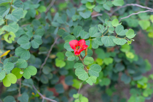 Red bauhinia flower or Red orchid tree