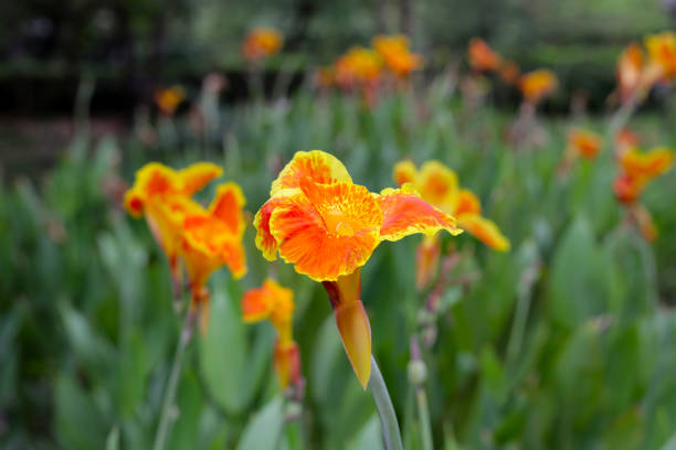 istock Blooming canna lily flower with green leaves 2079285907