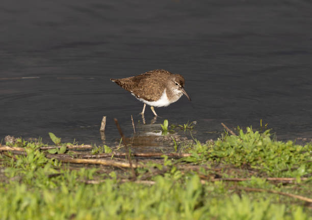 Common Sandpiper (Actitis hypoleucos) looking for food