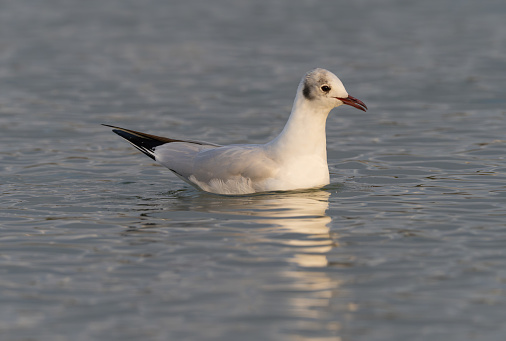 Eine Möwe im Gras