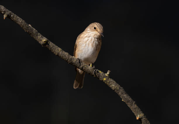 istock European Pied Flycatcher (Ficedula hypoleuca) perched on a branch on dark background 2079302096