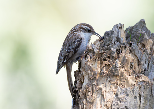 Short-toed Treecreeper (Certhia brachydactyla) perched on a log with an insect in its beak