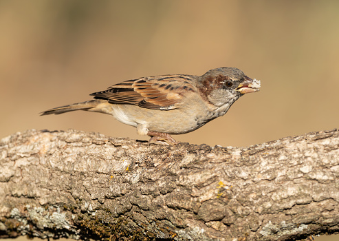 House Sparrow (Passer domesticus) perched on a branch