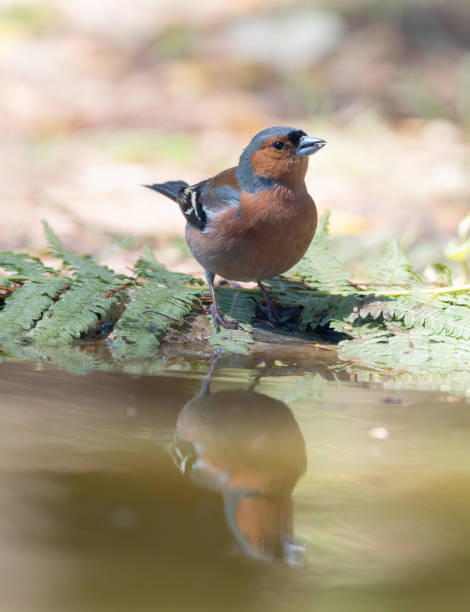 istock European Crested Tit (Lophophanes cristatus) perched on a log, showing its characteristic crest 2079302638