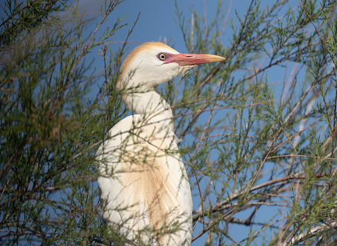 Cattle Egret (Bubulcus ibis) perched on a branch