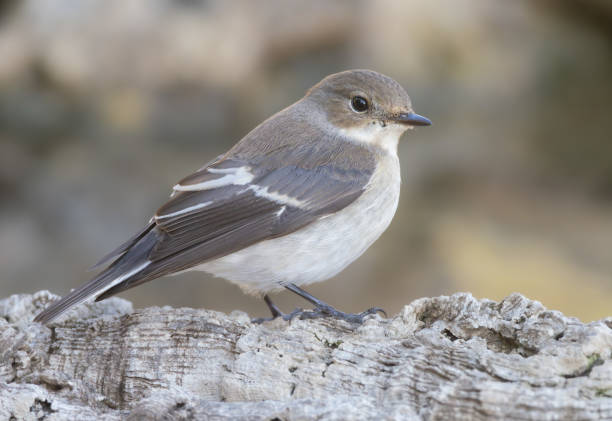 istock European Pied Flycatcher (Ficedula hypoleuca) perched in its environment 2079302647