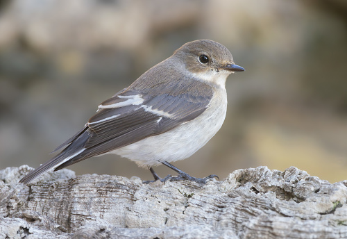 European Pied Flycatcher (Ficedula hypoleuca) perched in its environment