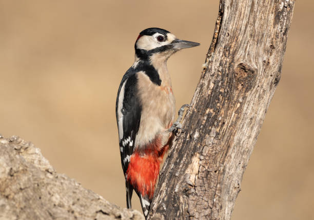 istock Great Spotted Woodpecker (Dendrocopos major) perched on a branch 2079302648