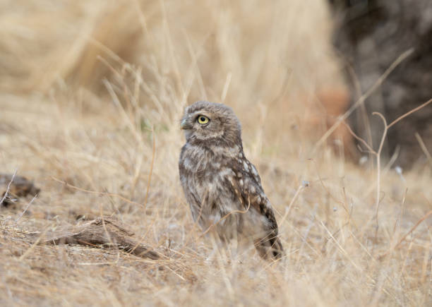 istock Little Owl (Athene noctua) in its environment 2079302651
