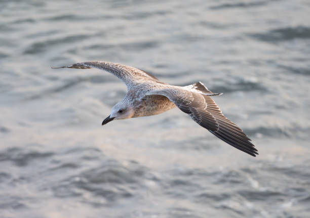 istock Seagull in flight over the sea 2079302652