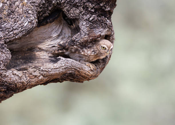 istock Little Owl (Athene noctua) in its environment 2079302658
