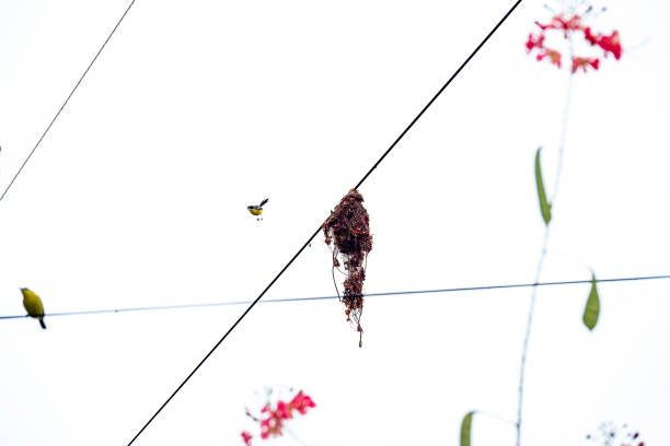 One parent is in the air and the other is on a wire close to the nest keeping watch