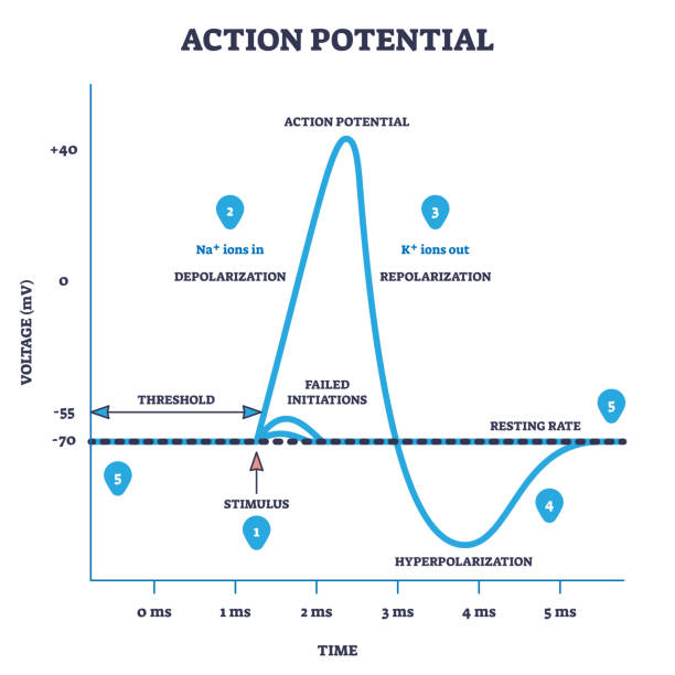 stockillustraties, clipart, cartoons en iconen met action potential and neuron membrane spike after stimulus outline diagram - verwachting