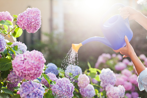 Gardening. Girl is working in garden of bushes hydrangea. Woman gardener waters flowers with watering can. Flowers are pink, blue and blooming in town streets.