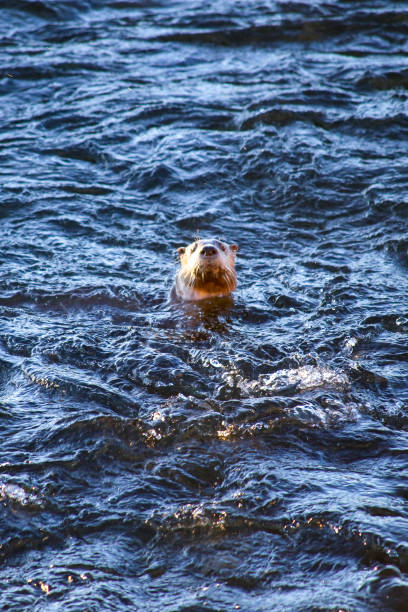 istock Wild river otter in the Snake River 2079315149