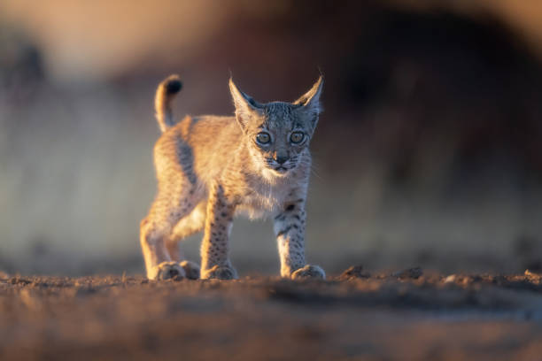 istock Portrait of Iberian lynx cub 2079317770