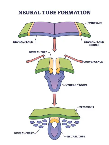 Vector illustration of Neural tube formation as embryo medical development stage outline diagram