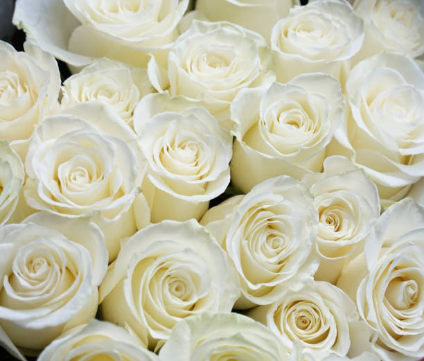 istock Fresh white roses bouquet flower background 2079328763