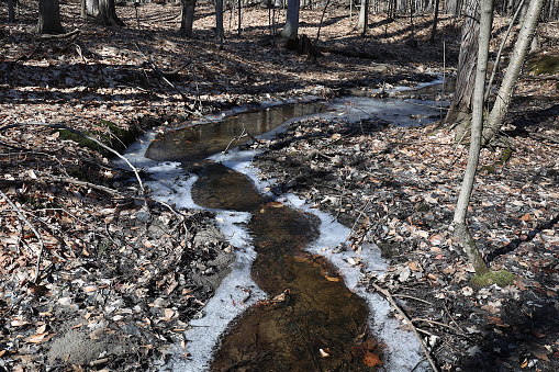 A stream flows through the forest in March in Southern Quebec.  The remnants of winter ice cling to its edges.  This photo was taken in Mont St-Bruno National Park, Quebec.
