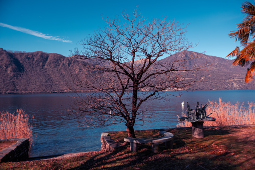 Charming view of the lake in a winter morning, with a bare tree and hills in the background (Lake Orta - Italy).