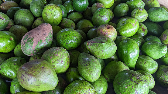 Fresh avocados with speckled skin in abundance, one distinctly larger, signaling ripeness.