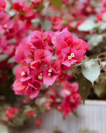 Red and pink bougainvillea flower