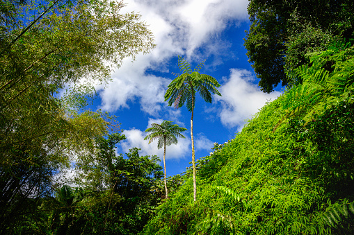 El Yunque National Forest Tropical Rainforest in Puerto Rico with the view of the clouds in the blue sky