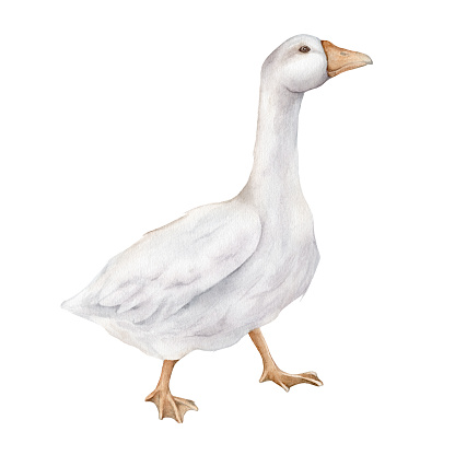 Domestic white and grey watercolor goose. Cute farm bird. Hand drawn illustration on transparent. For Easter design. Fowl on white background. Gosling illustration. Farm wildlife. Agriculture birds.