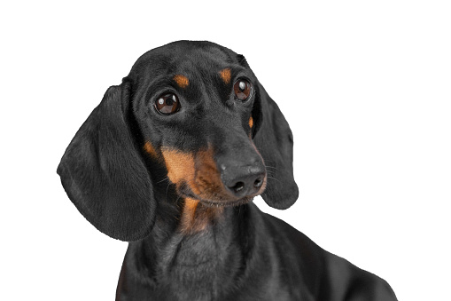 Close-up portrait of short-haired black and tan dachshund dog looking lonely with a sad serious look Smart obedient puppy in training, raising a pet Puppy vaccination health, emotions, zoopsychologist