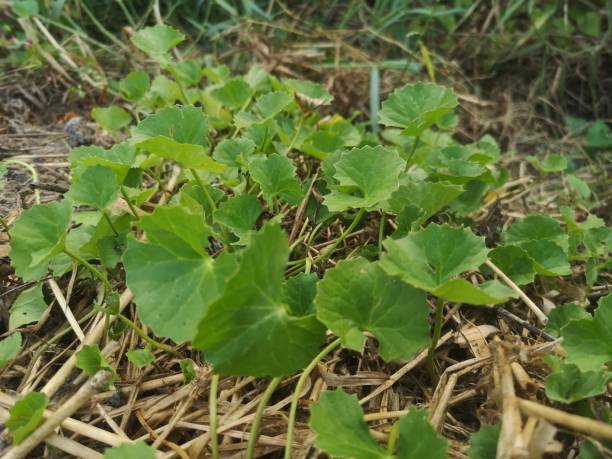 istock Gotu Kola green leaves vegetable 2079464951