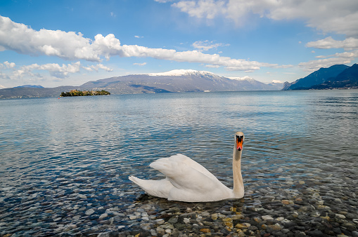 Swan swimming in Lake Como, Italy. The swan is on the right. The alps in the background and sparkles on the blue water.