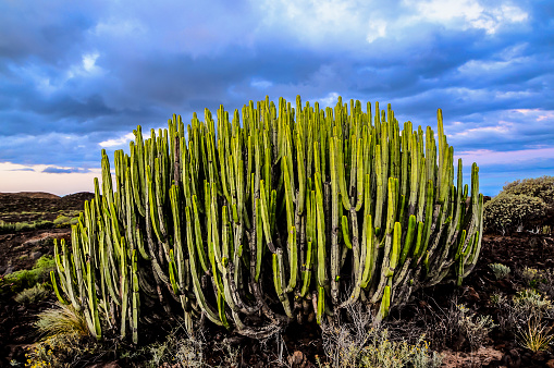 This is a photograph of a cactus in Saguaro National Park in Tucson, Arizona, USA on a spring day.