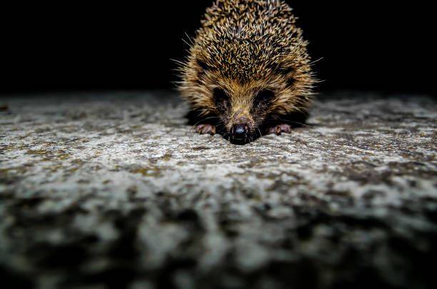 west european hedgehog - protection animal autumn close to fotografías e imágenes de stock