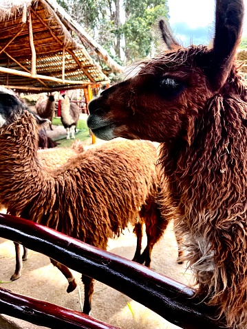 Lamas Cooperativas Cusco Peru