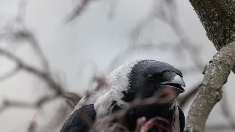 crow screams blinking its eyes, close-up slow motion