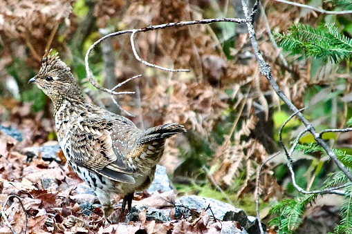 Young ruffed grouse out foraging in the Canadian Shield