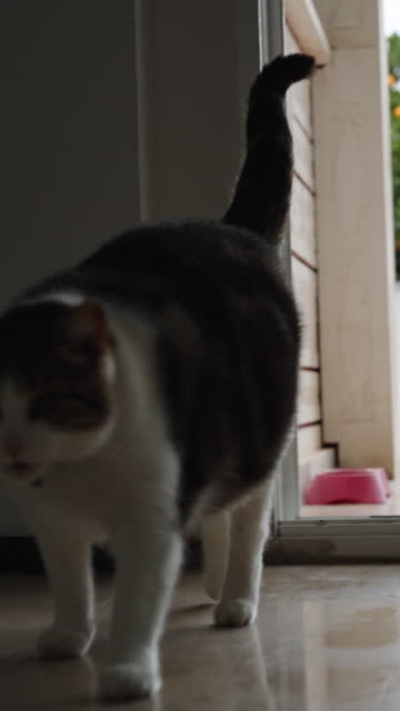 Vertical video. The chubby cat, having overeaten, stretches and clumsily walks towards me, awkwardly lifting its paws.
