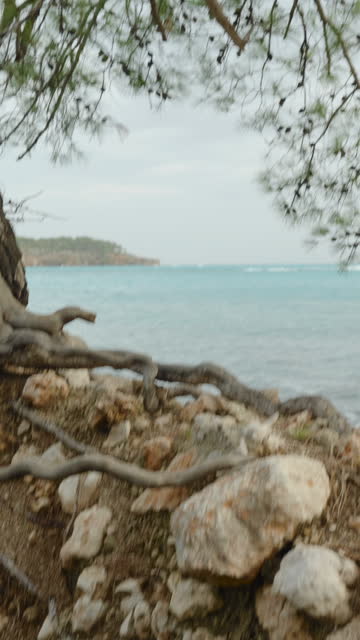 Vertical video. Pine roots intertwine with the wall of an ancient ruined house on the sea shore in a turquoise bay.