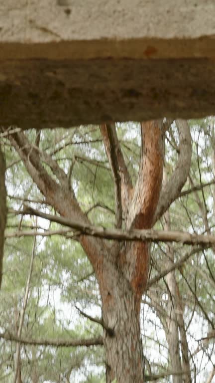 Vertical video. The ruins of the ancient city of Phaselis in ancient Lycia. I climb the steps to the entrance of a ruined house and read the carved inscription in the ancient language.