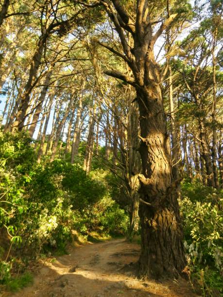 istock On a Forest Trail in New Zealand 2079575020