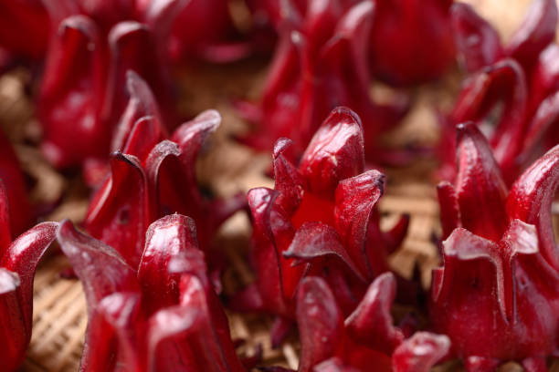 istock Fresh roselle (Hibiscus sabdariffa), Herbal plant, ingredient in beverage 2079589842