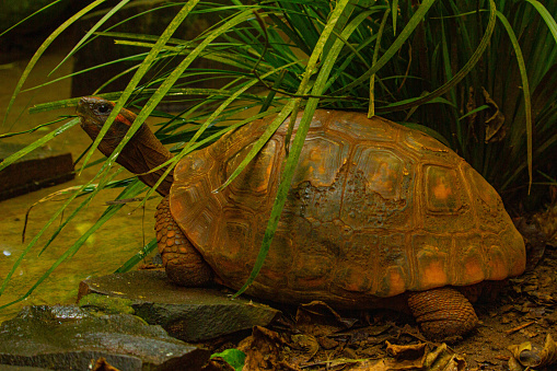 Turtle in Brazil