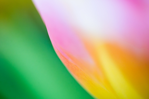 Tulip closeup shot - Blurred green, pink, and orange hues dominate the image, creating an abstract colorful background. The soft focus and light interactions give it an ethereal quality.