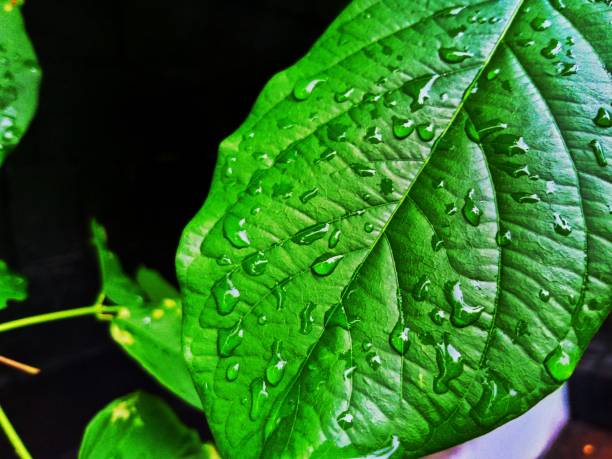 Leaves wet by rainwater