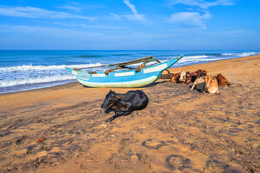 Stock image showing wild stray cows laying on sandy beach in Goa, India, cattle relaxing in the shade on a hot day.